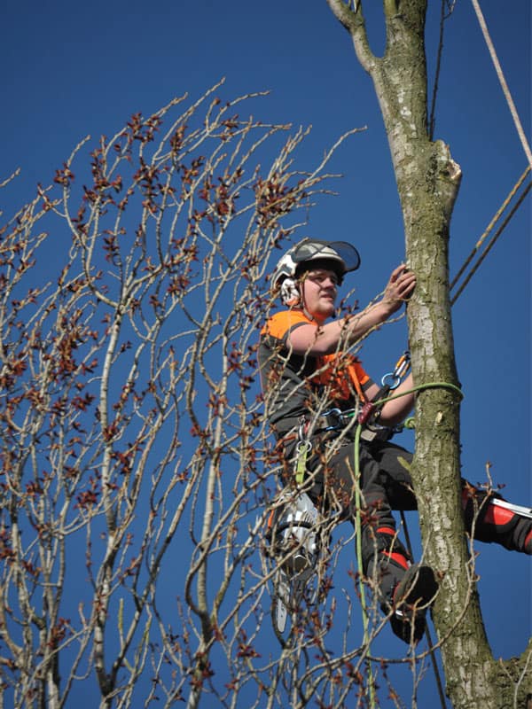 Gallery Mercer Tree Removal Company